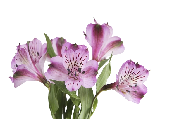 Альстромерии: как дарить и ухаживать